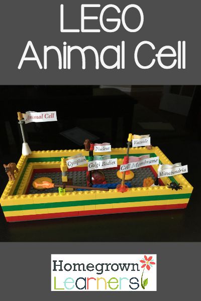 What are some facts about animal cells?